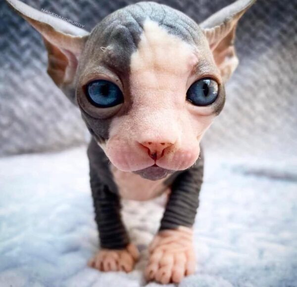 Name: Lunah 16 Weeks Old Price: $450.00